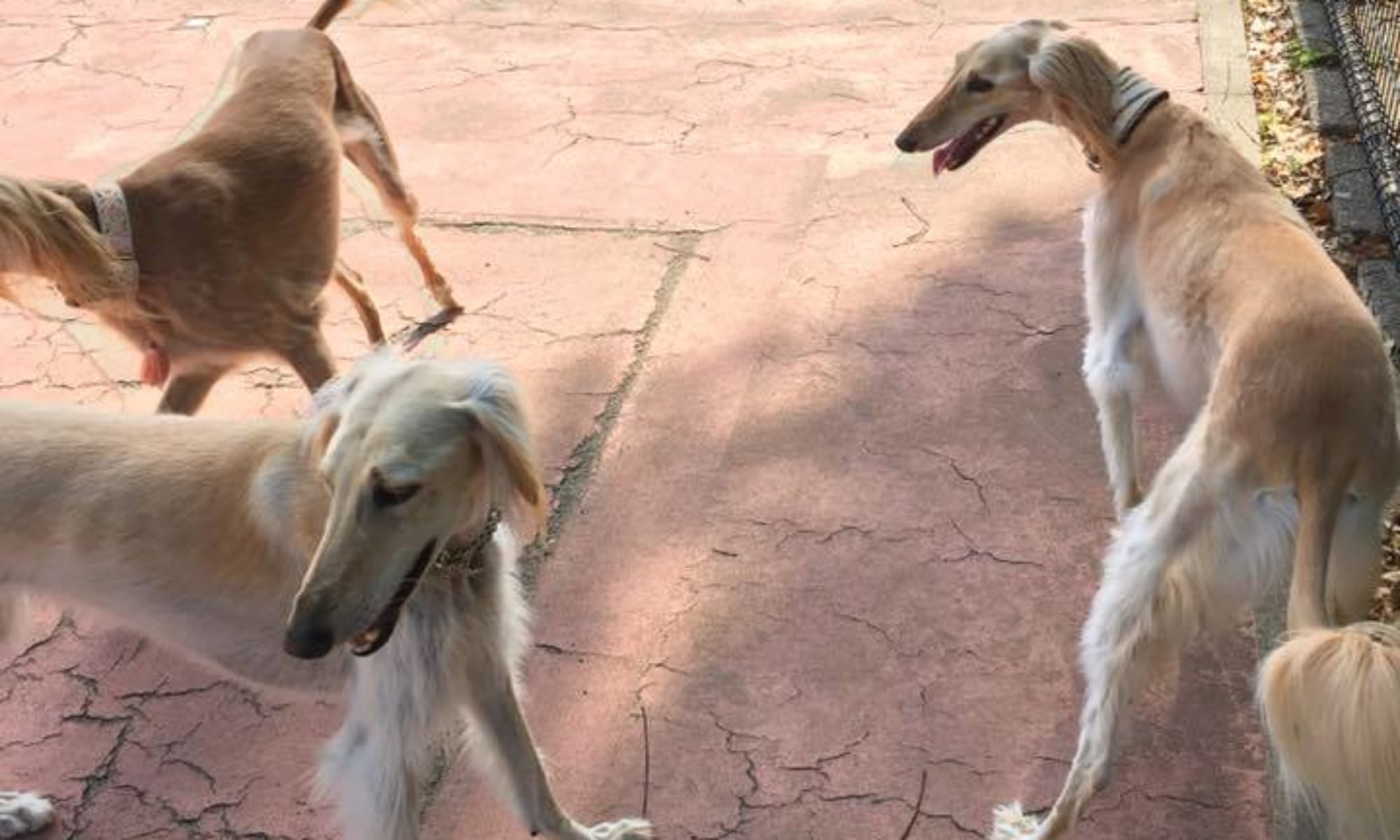 駒沢公園ドッグランサポートクラブ