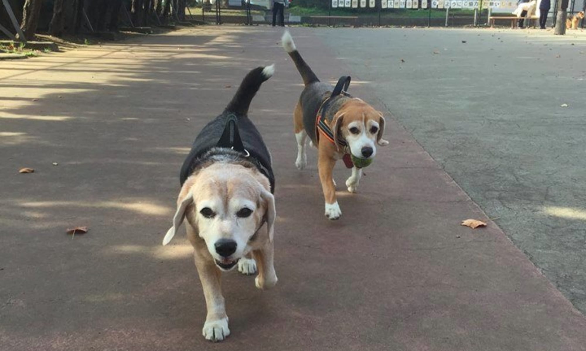 駒沢公園ドッグランサポートクラブ