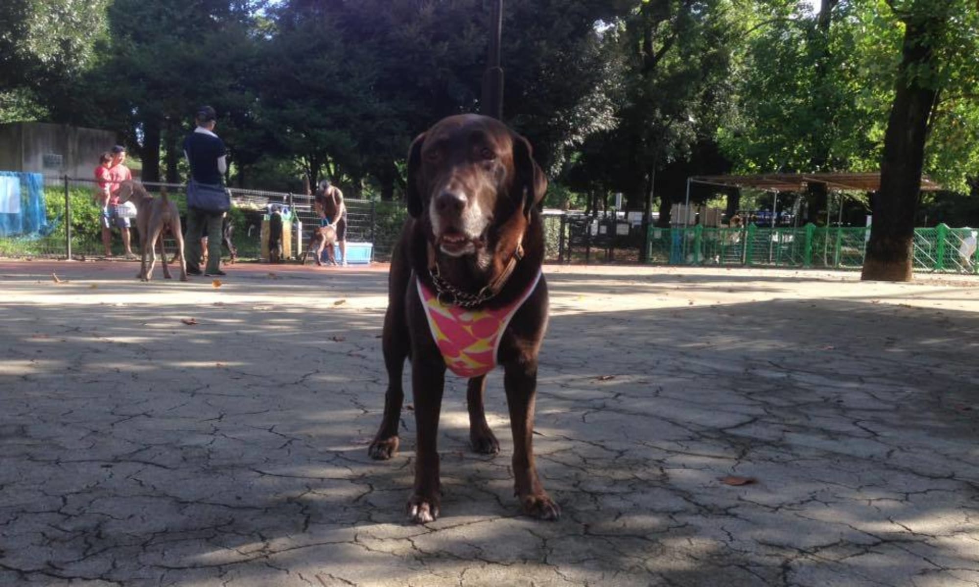 駒沢公園ドッグランサポートクラブ