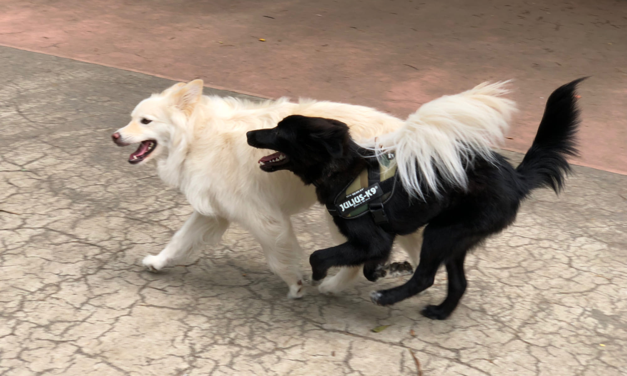 駒沢公園ドッグランサポートクラブ