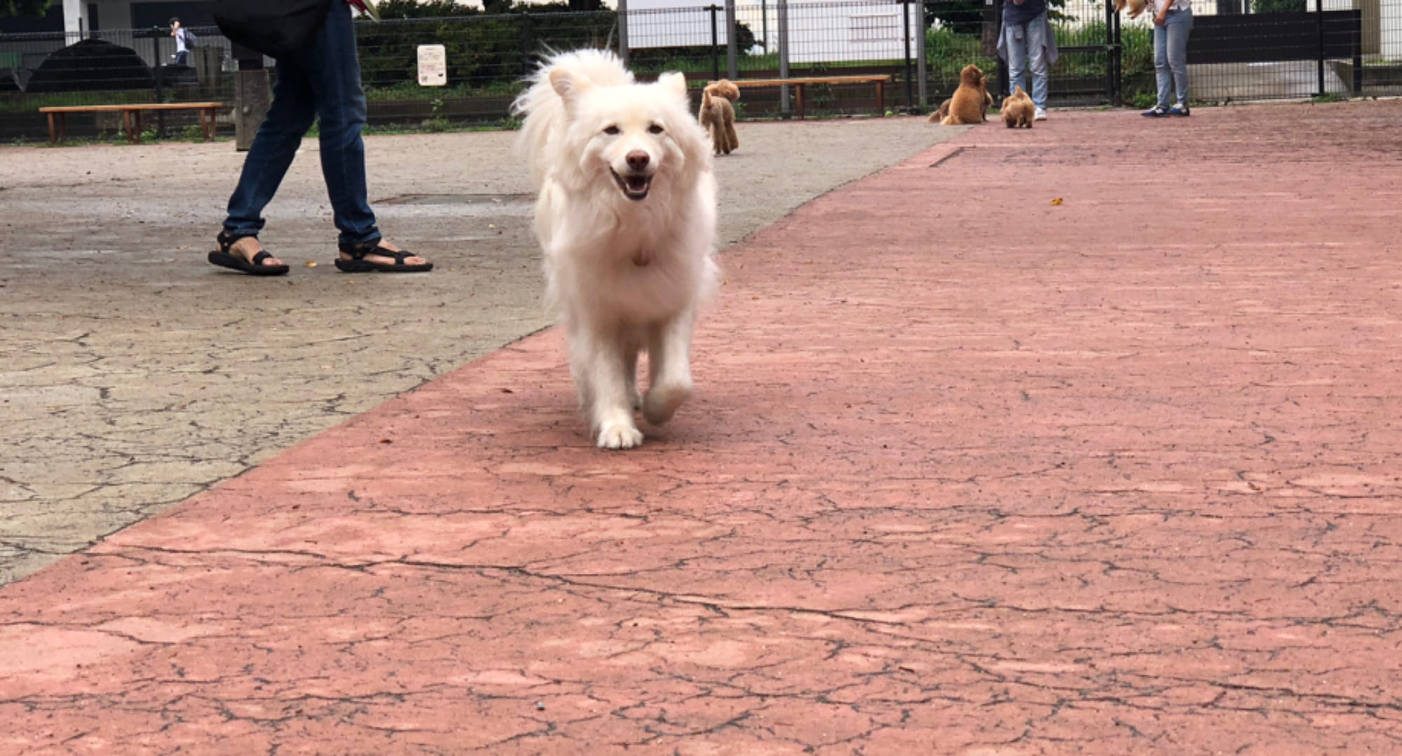 駒沢公園ドッグランサポートクラブ